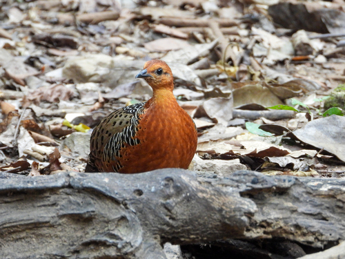 Ferruginous Partridge (Caloperdix oculeus), photo 5
