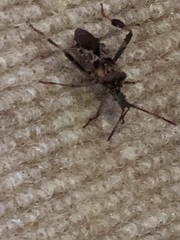 Leptoglossus clypealis