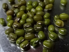 Vigna radiata