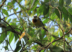Spindalis dominicensis