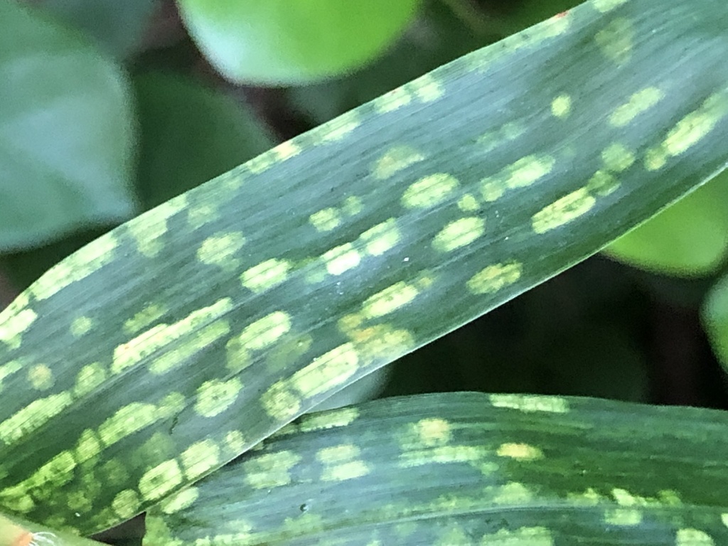 Bamboo Mites