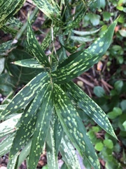 Stigmaeopsis celarius