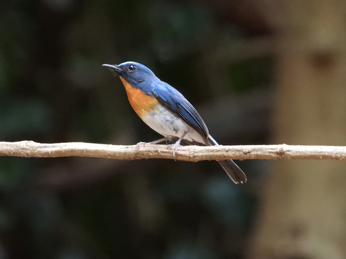 Indochinese Blue Flycatcher (Cyornis sumatrensis), photo 4
