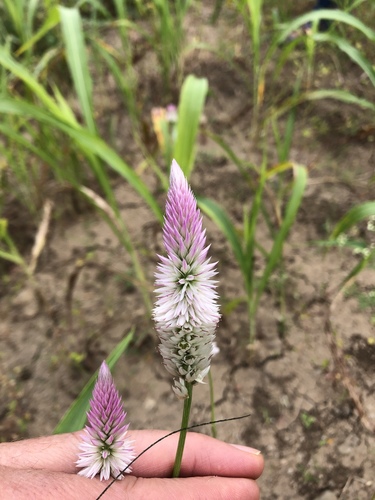 Lagrezia spicata (Celosia spicata)