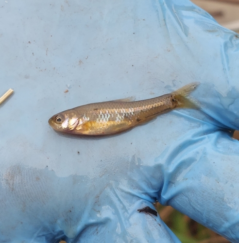 Marico barb (Enteromius motebensis) — Cyprinidae