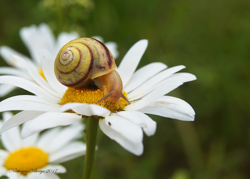 Lapinė krūmsraigė nuotrauka