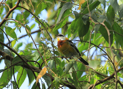 Spindalis dominicensis