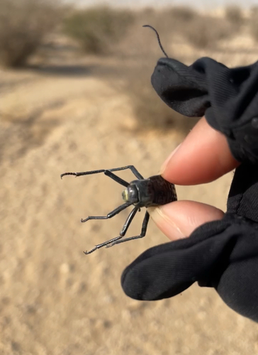 Pitted Beetle