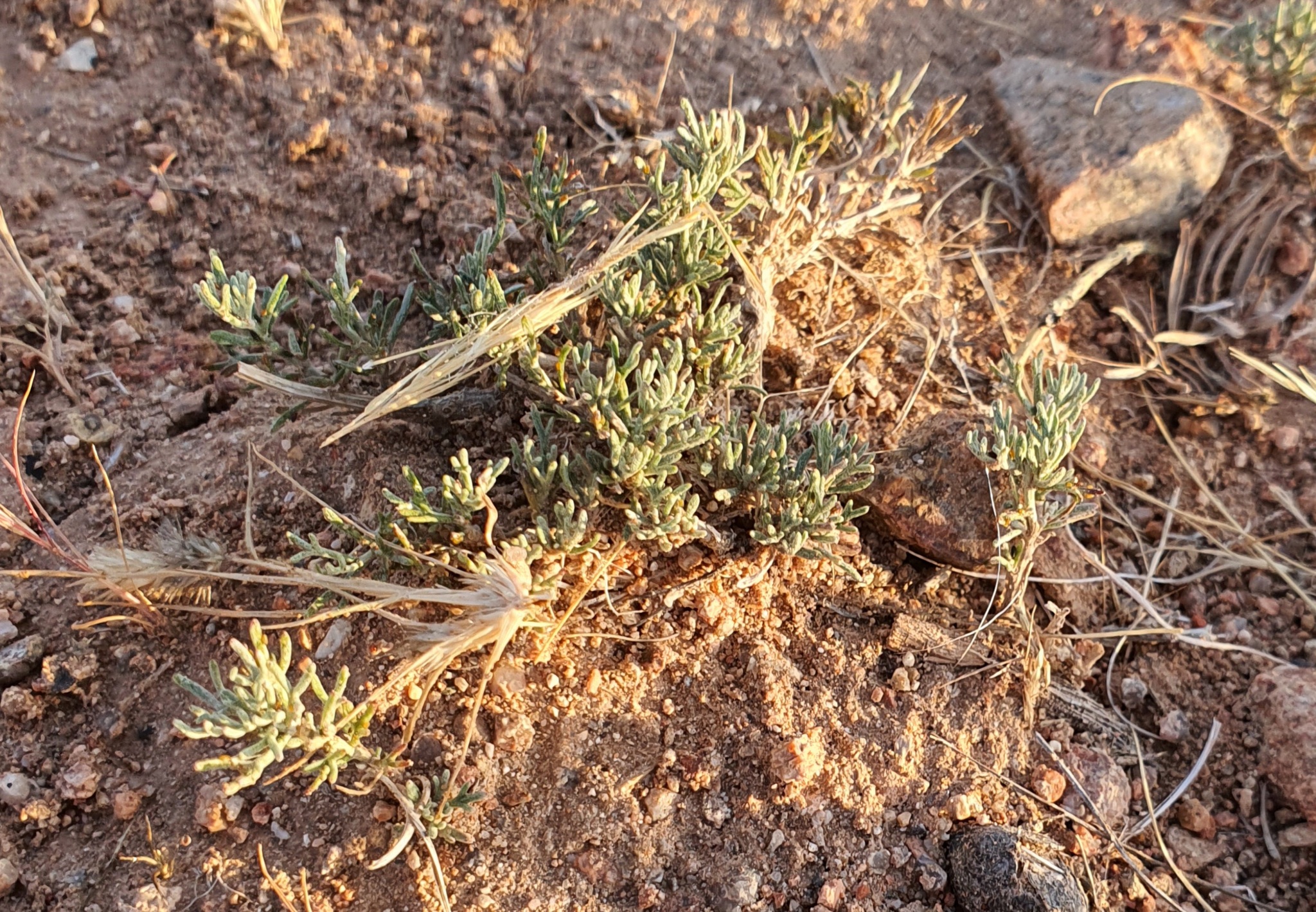 Ajania fruticulosa