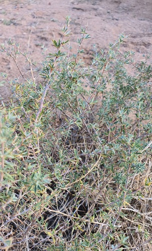 Pygmy Caragana (Caragana pygmaea)