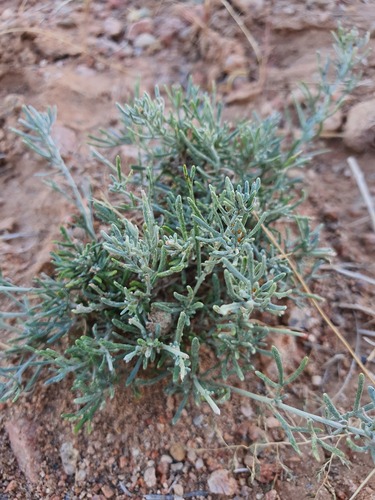 Larchleaf Russian Thistle (Salsola laricifolia)