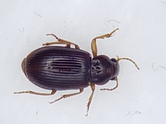 Bradycellus harpalinus