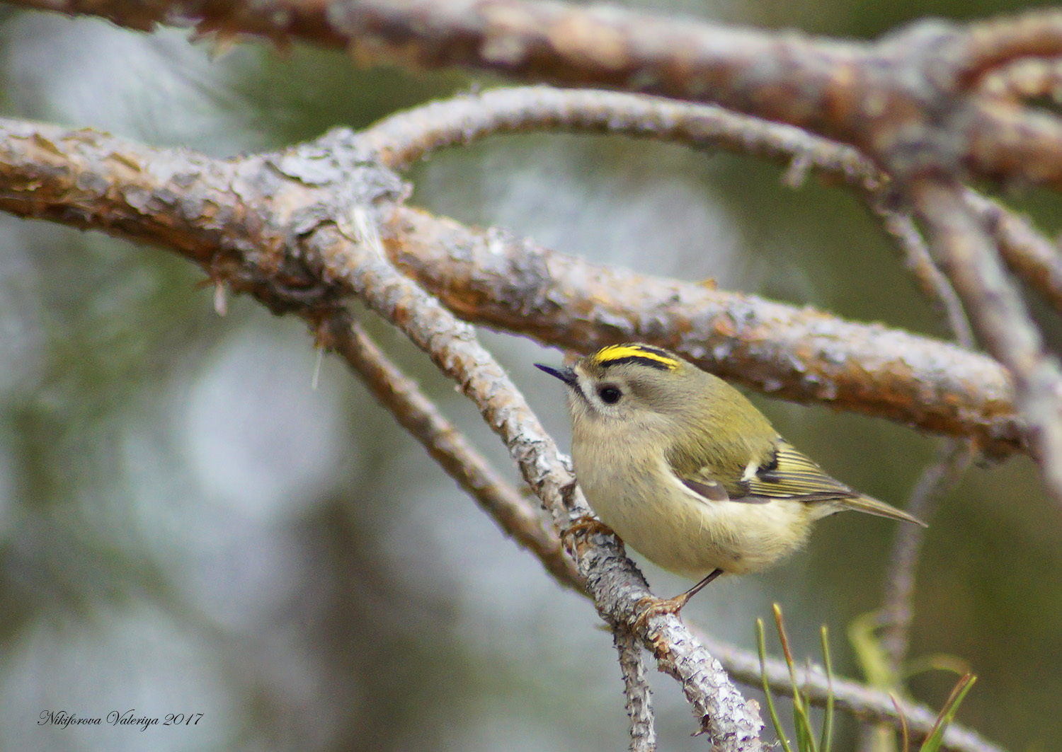 iNaturalist.org. В. Данилова, Ибресинский р-н Чувашия, октябрь 2015