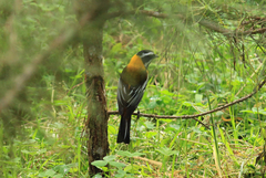 Spindalis dominicensis