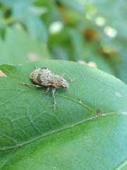 Pantomorus postfasciatus