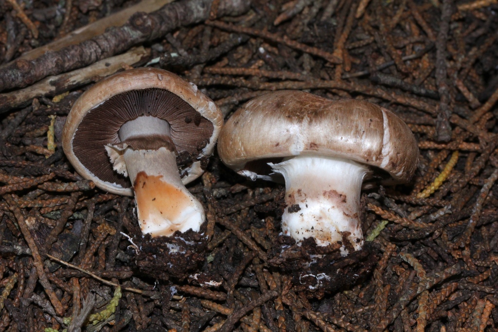 Agaricus agrinferus