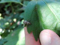 Pantomorus postfasciatus