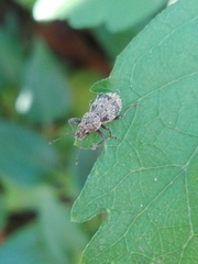 Pantomorus postfasciatus