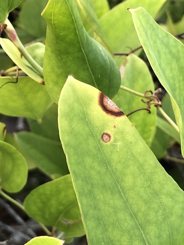 Representative image of Neocercosporidium