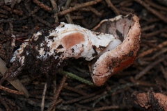 Agaricus agrinferus
