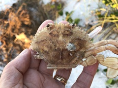Achelous spinimanus