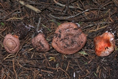 Agaricus agrinferus
