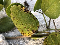 Pseudocercospora griseola