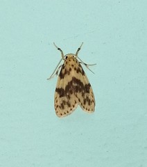Miltochrista floccosa