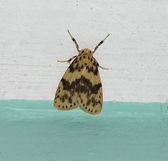 Miltochrista floccosa
