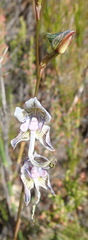 Disa multifida