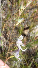 Disa multifida