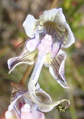 Disa multifida