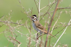 Emberiza chrysophrys
