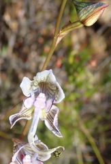 Disa multifida