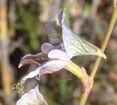 Disa multifida