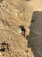 Metopograpsus quadridentatus