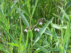 Solanum glaucophyllum