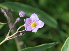Solanum glaucophyllum