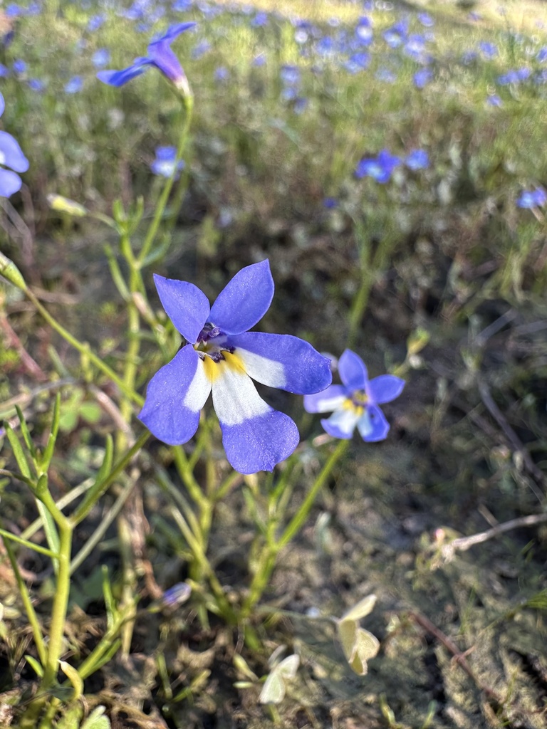 Lobelia claviflora