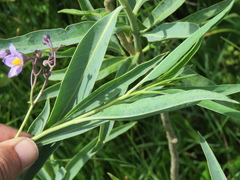 Solanum glaucophyllum