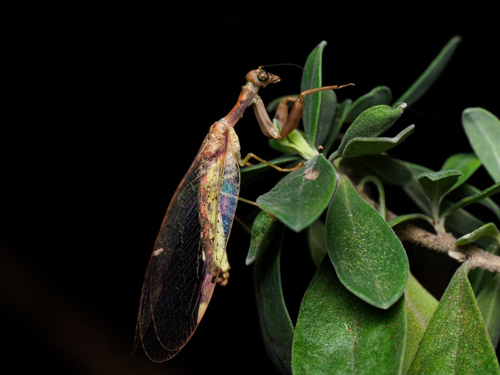 Ditaxis biseriata