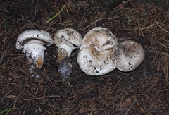 Agaricus agrinferus