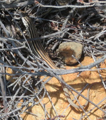 Pedioplanis burchelli