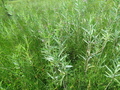 Solanum glaucophyllum