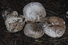 Agaricus agrinferus