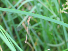 Lestes undulatus