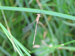 Lestes undulatus