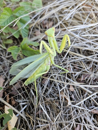 Transcaucasian Giant Mantis