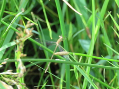 Lestes undulatus