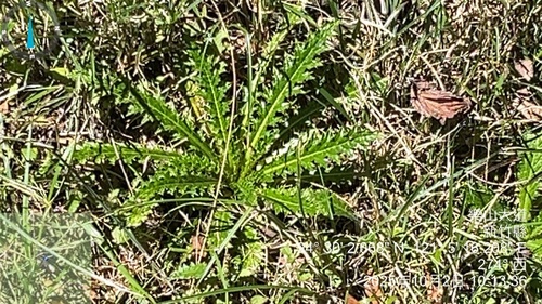Alishan thistle (Cirsium arisanense)